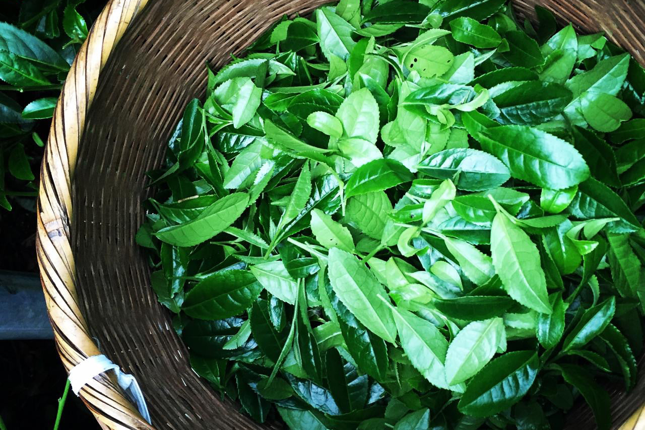 マルチャオアシス – Matcha Oasis